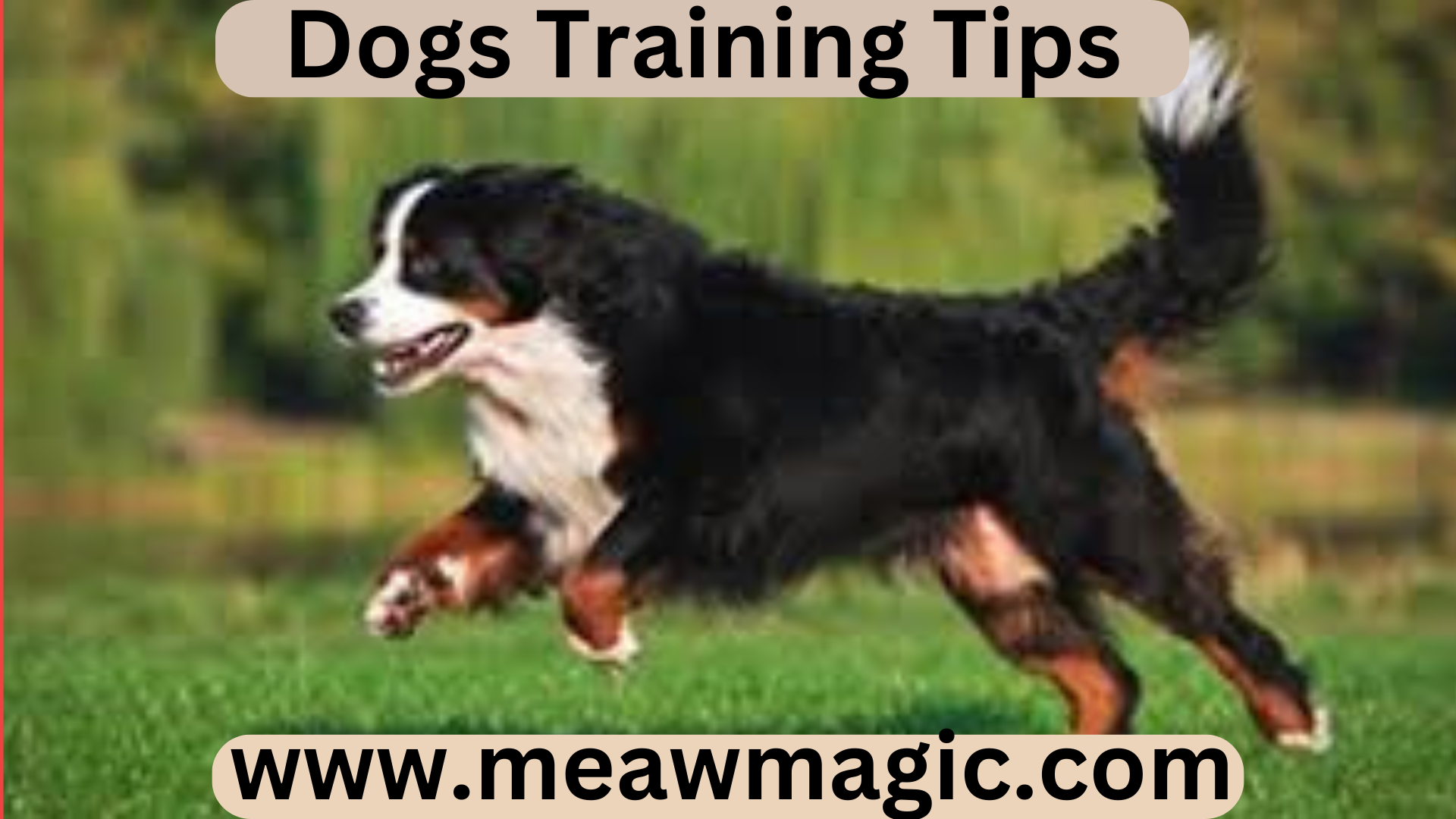 50 Dog Training tips Dogs training tips Can you Dog training tips in a week?